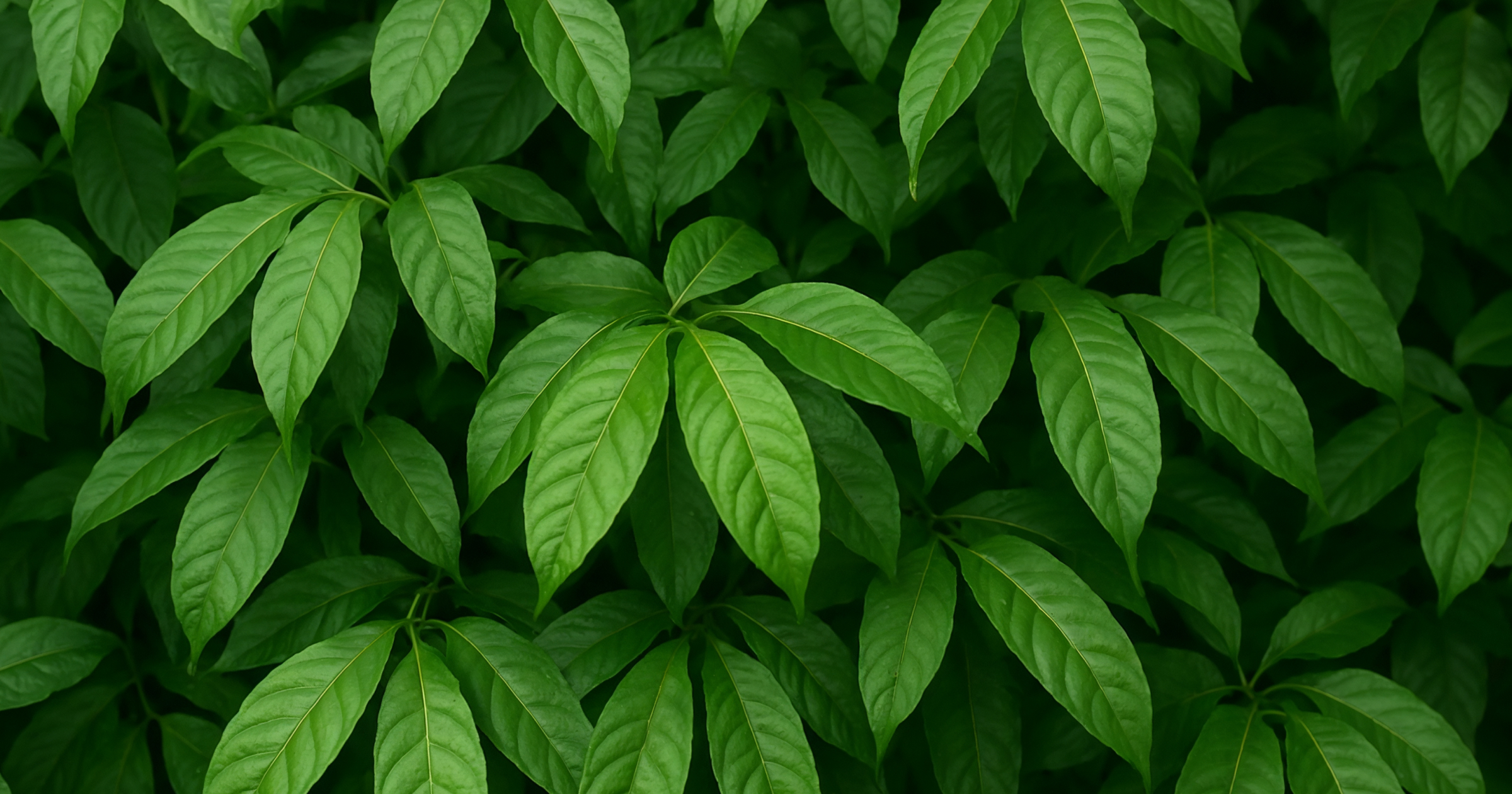 IMG-Eczefolia-the-science-behind-breakthrough-ingredient